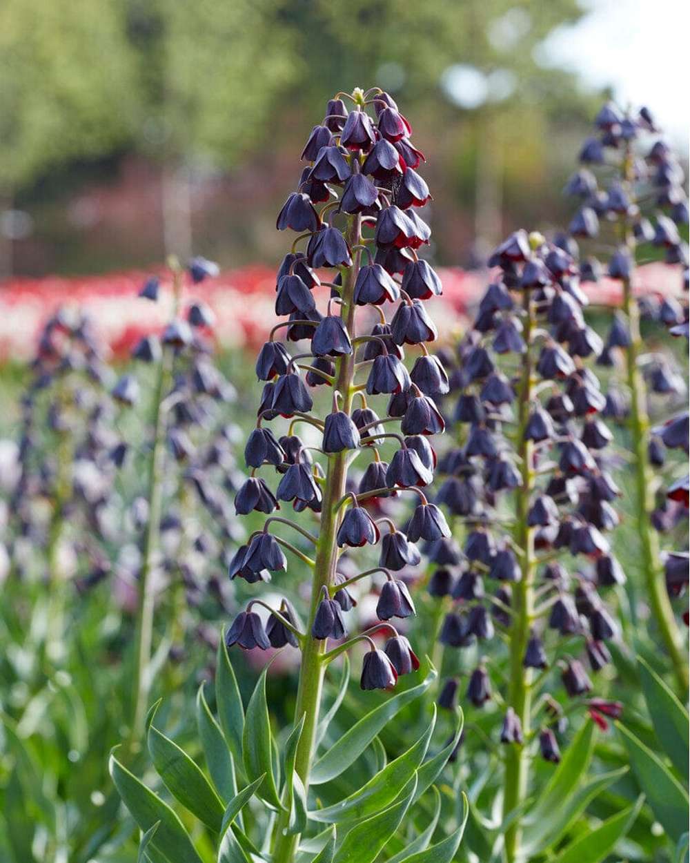 Fritallaria Persica